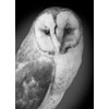 bBarn Owl